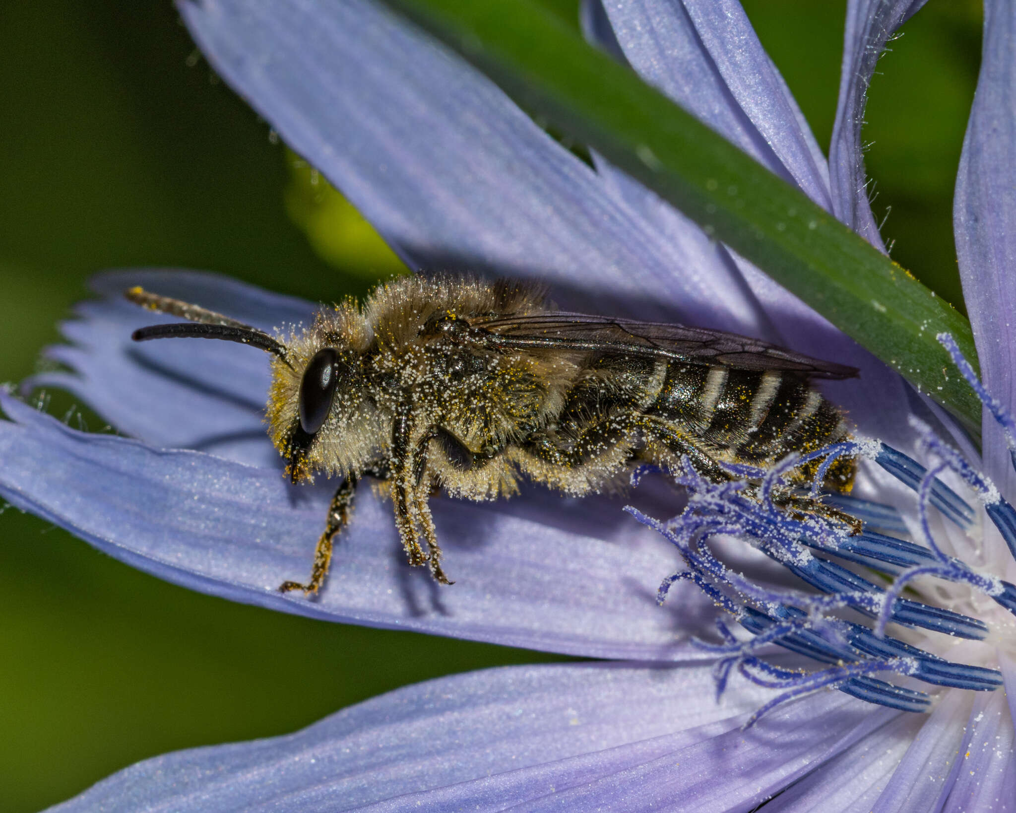 Image of Colletes compactus compactus Cresson 1868