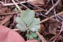 Image of Peronospora corydalis