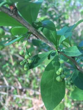 Image of barberry