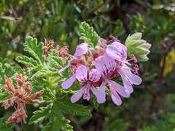 Image of oakleaf geranium