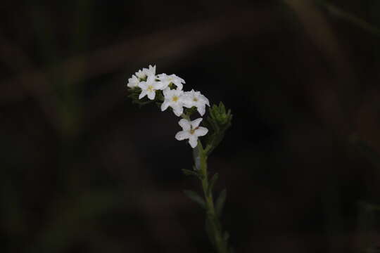 Image of Pineland Heliotrope