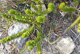 Imagem de Aspalathus incurvifolia Walp.