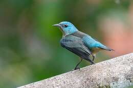 Image of Black-legged Dacnis