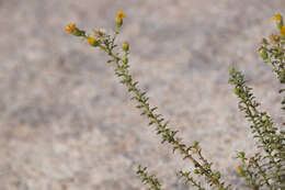 Image of Heterotheca joshuana G. L. Nesom