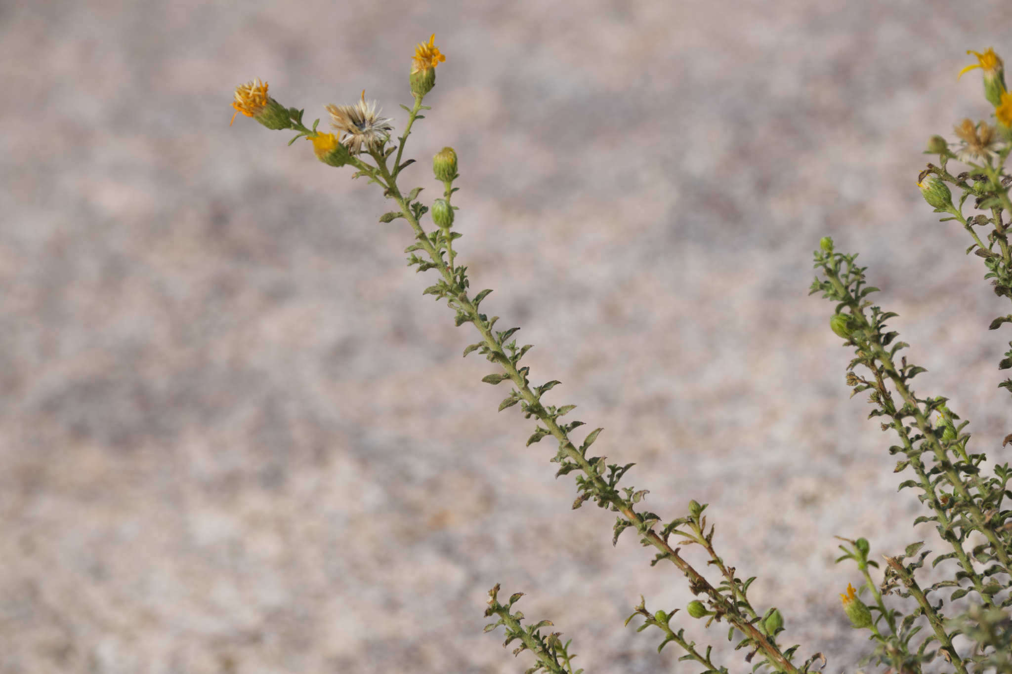 Image of Heterotheca joshuana G. L. Nesom