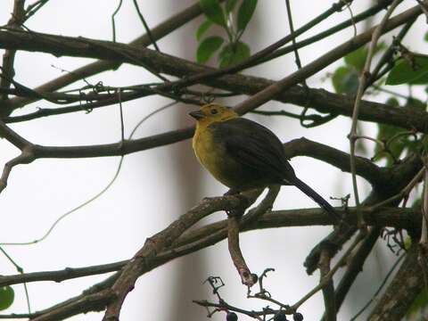 Image of Olive-headed Brush-Finch