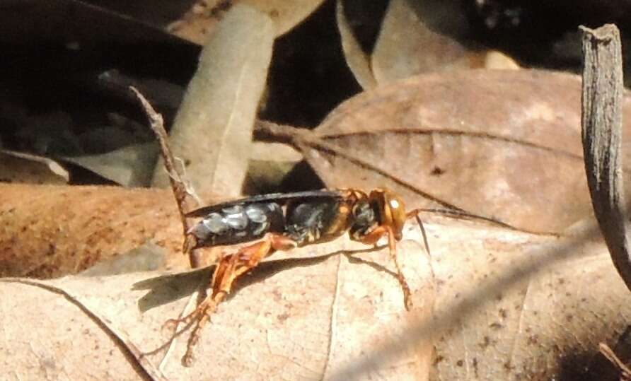 Image of Golden cricket wasp