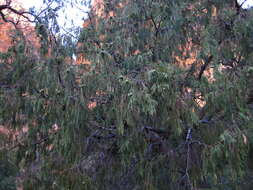 Image of Drooping Juniper