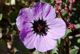 Image of Erodium guttatum (Desf.) Willd.