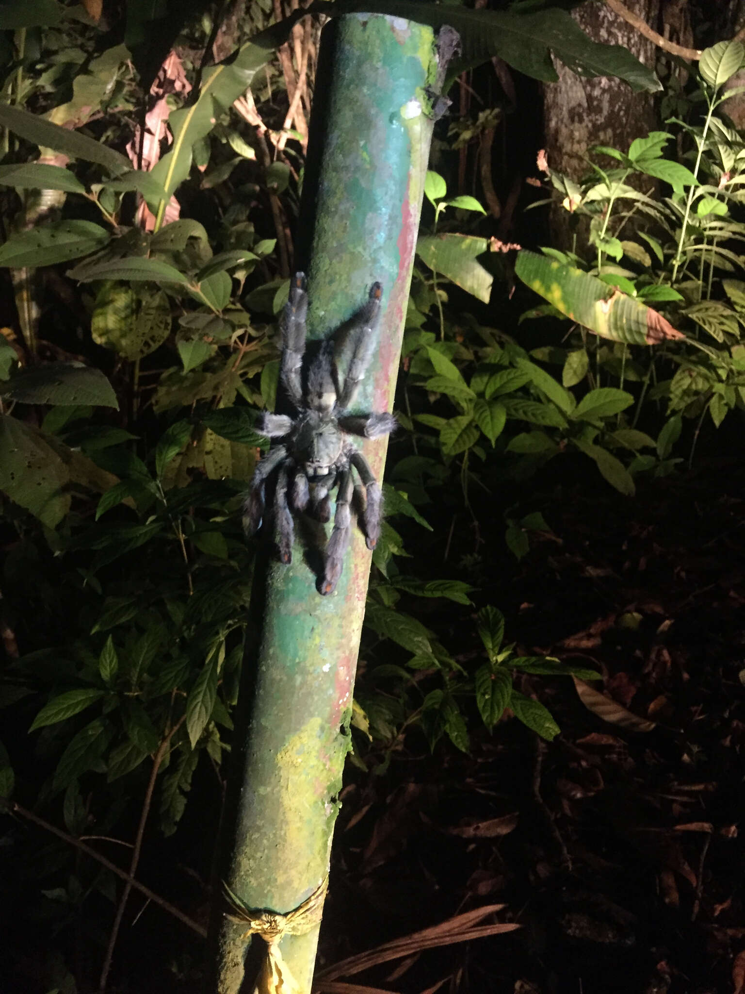 Image of Trinidad Chevron Tarantula