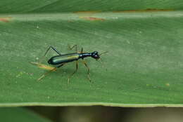 Image of Neocollyris (Isocollyris) formosana (Bates 1866)