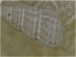 Image of Tragula fenestrata (Jeffreys 1848)