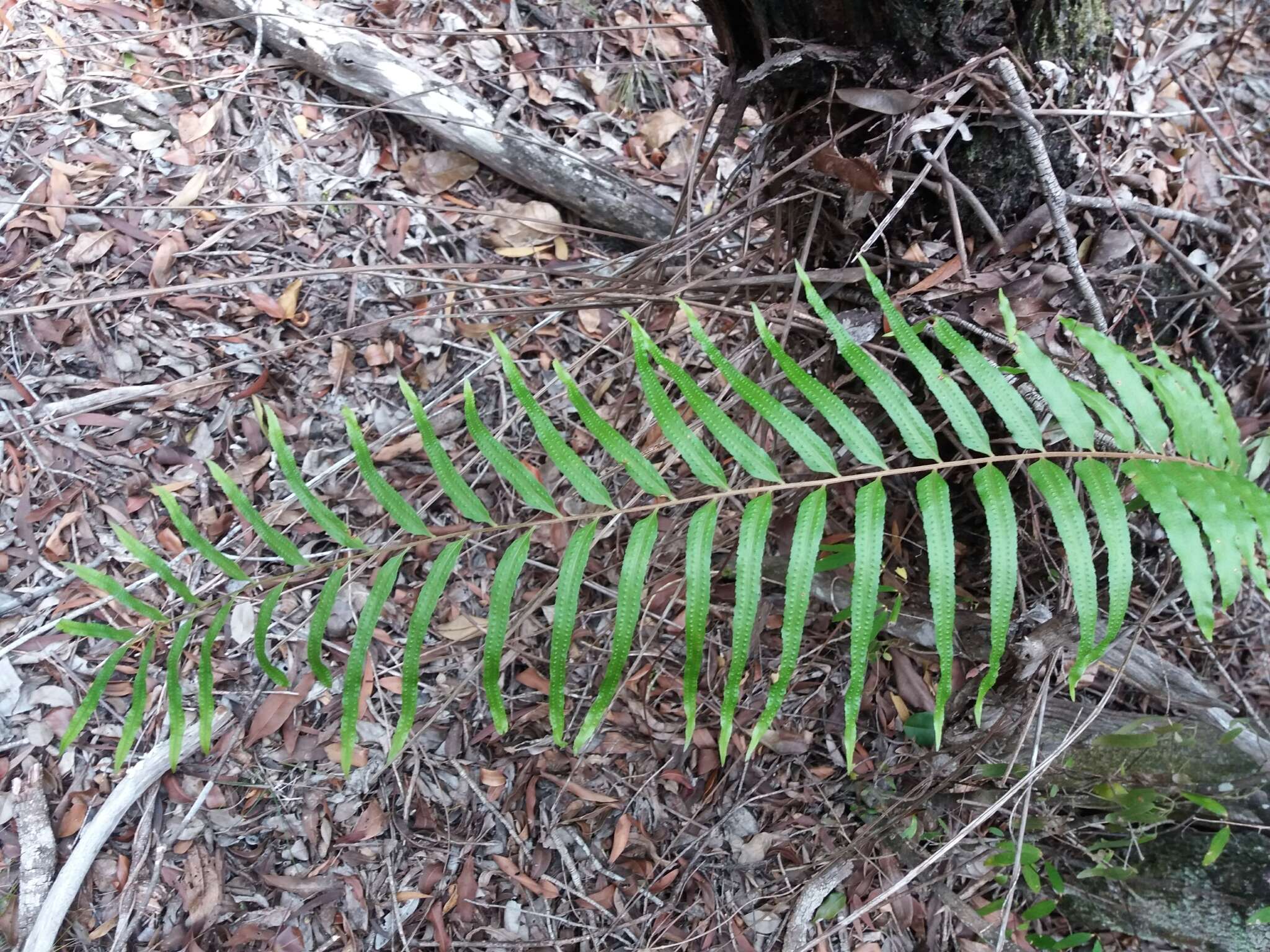 Aglaomorpha rigidula (Sw.) Hovenkamp & S. Linds.的圖片