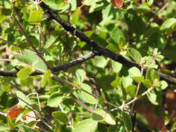 Image of Canary nettle