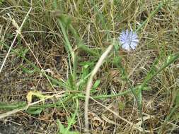 Image of chicory