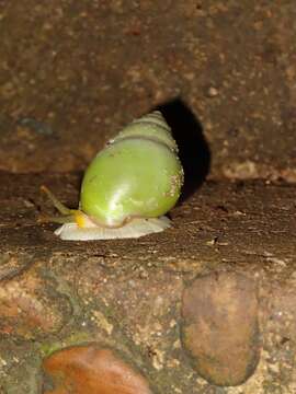 Image of <i>Amphidromus atricallosus perakensis</i> Fulton 1901