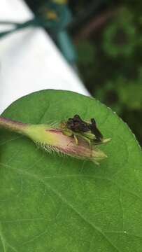 Image of Pennsylvania Ambush Bug