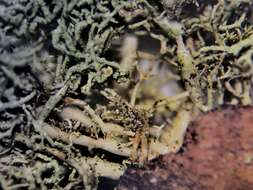 Image of beard lichen