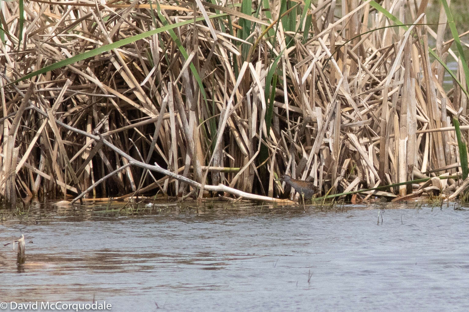 Image of Baillon's Crake