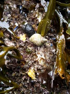 Image of Nucella ostrina (Gould 1852)