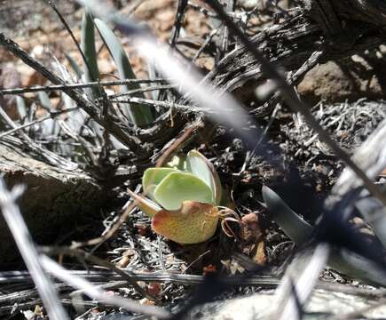 Image of Redleaf crassula