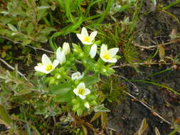 Image of Sebaea albens (L. fil.) Sm.