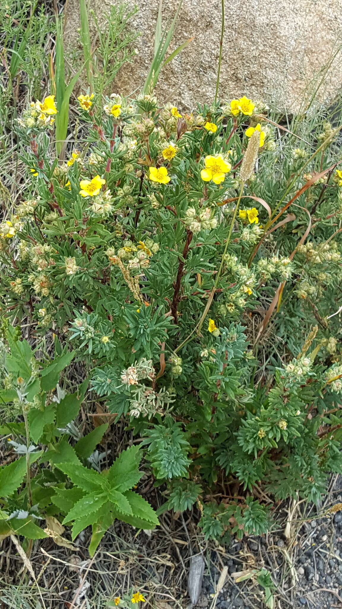 Image of Dasiphora fruticosa (L.) Rydb.