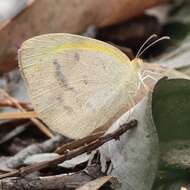 Слика од Eurema herla (Macleay 1826)