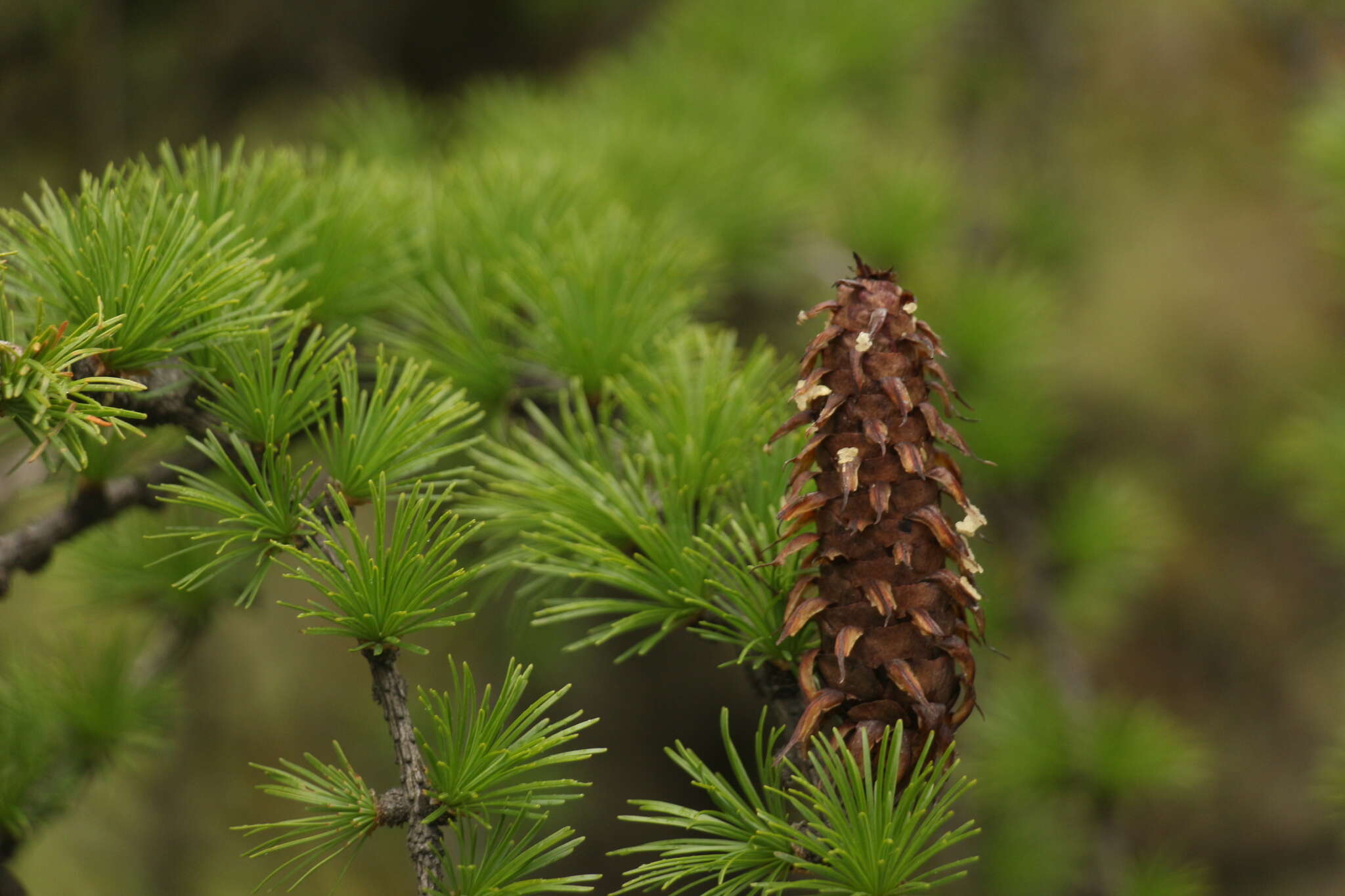 Image of Sikkim Larch