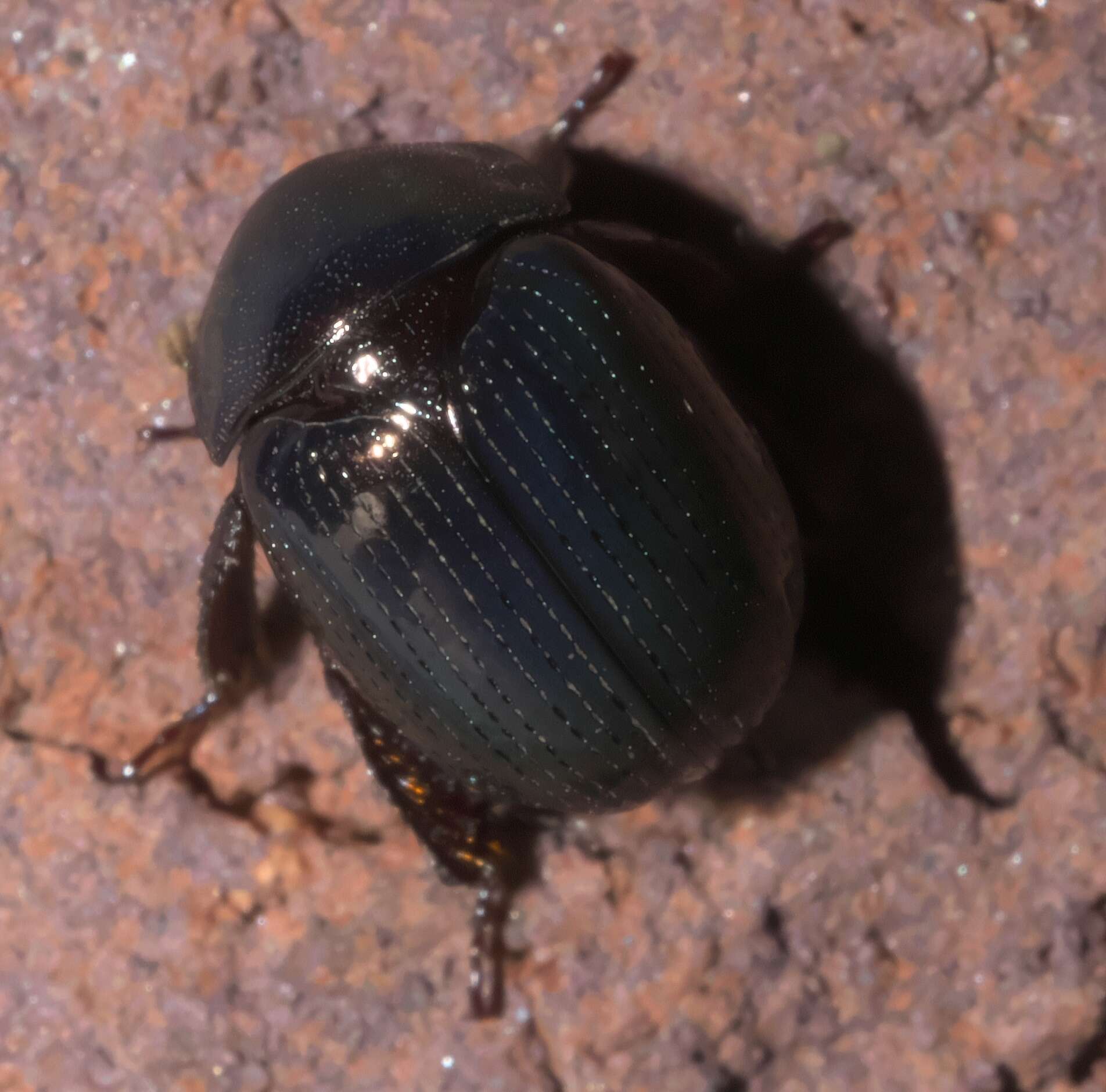 Image of Germarostes aphodioides (Illiger 1800)