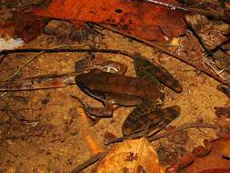 Image of Lithobates juliani (Hillis & de Sá 1988)