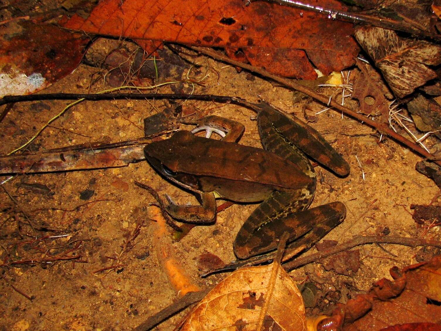 Image of Lithobates juliani (Hillis & de Sá 1988)