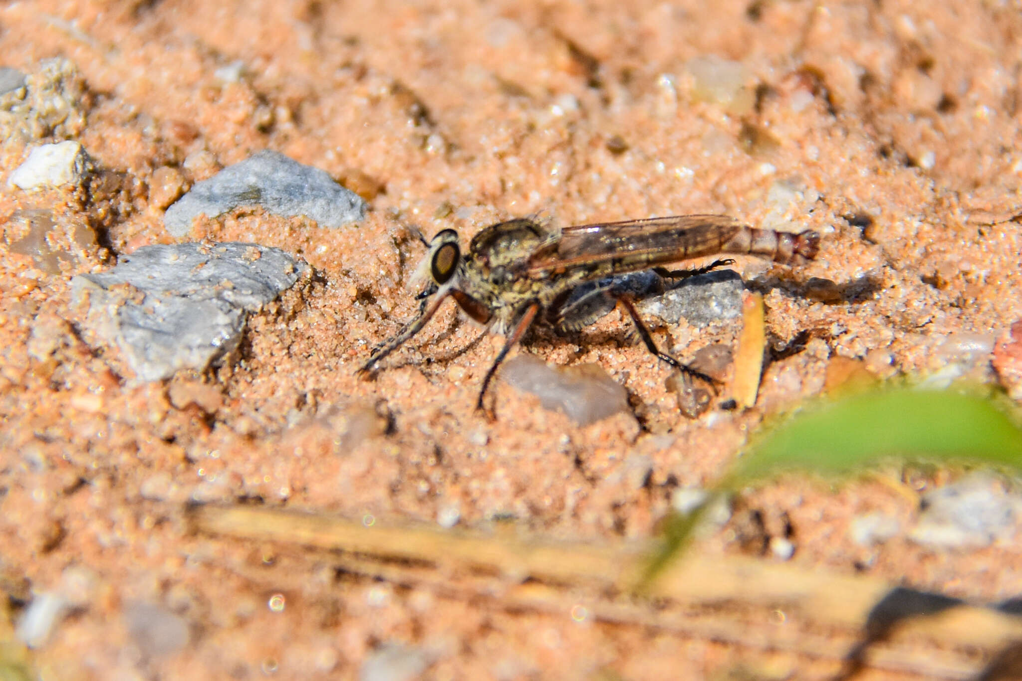 Image de Proctacanthella cacopiloga (Hine 1909)