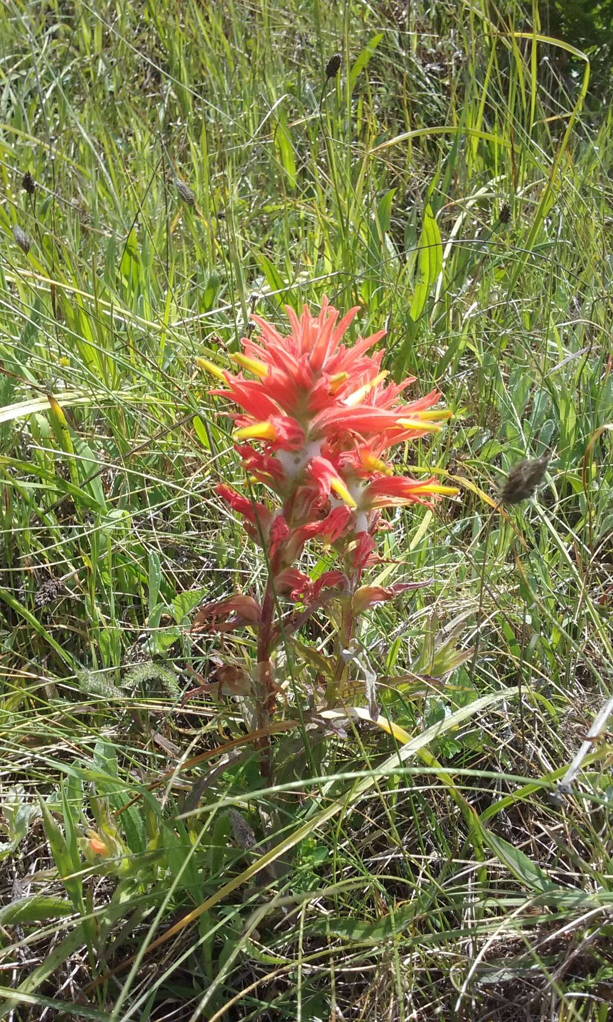 Image of longleaf Indian paintbrush