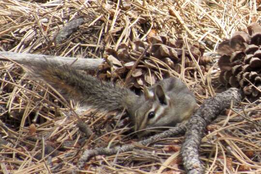 Image of Cliff Chipmunk