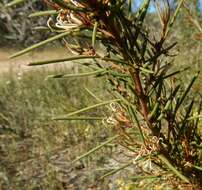 Image of Hakea vittata R. Br.