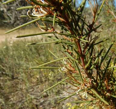 Imagem de Hakea vittata R. Br.