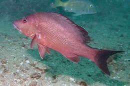 Image of Darktail seaperch