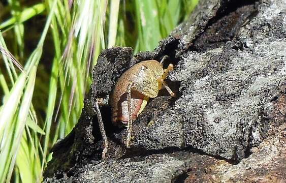 Image of Gammarotettix genitalis Caudell 1916