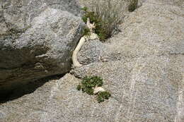 Image of Ficus petiolaris subsp. palmeri (S. Watson) Felger