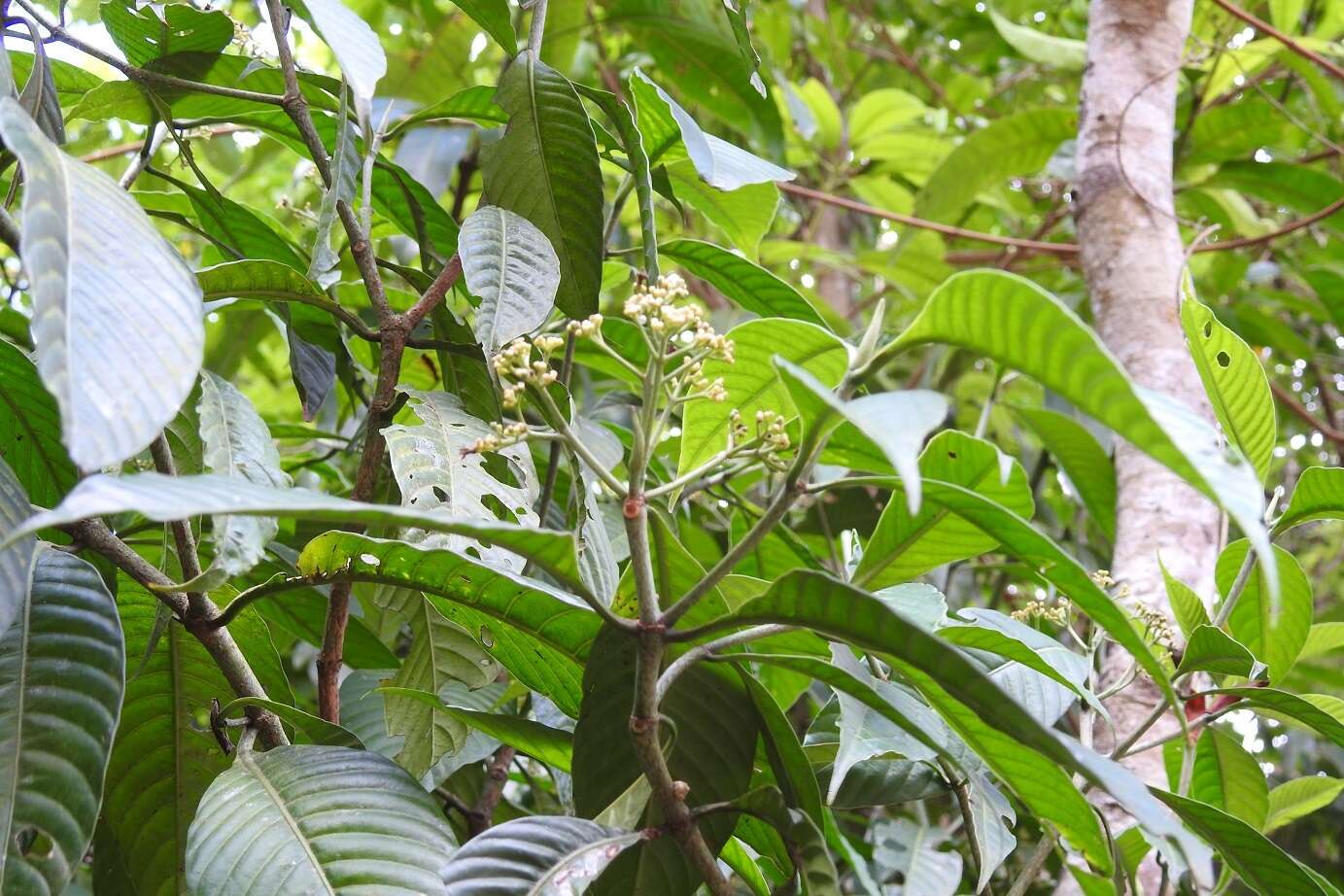 Image of Psychotria trichotoma M. Martens & Galeotti