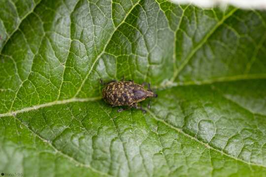 Image of Weevil