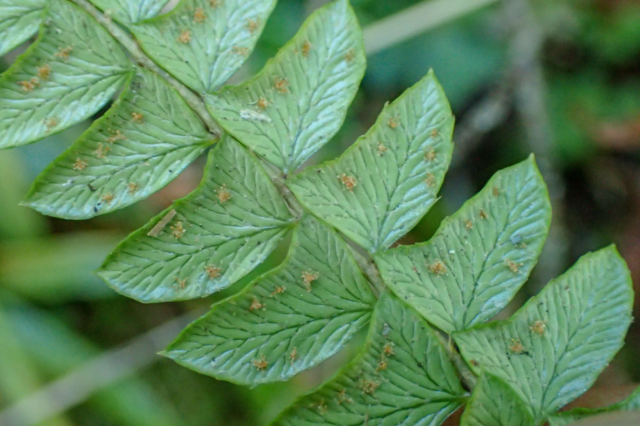 Image of Polystichum levingei C. Hope ex Christ