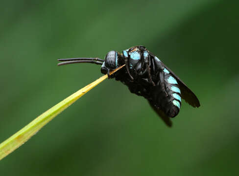 Image of Thyreus nitidulus nitidulus (Fabricius 1804)