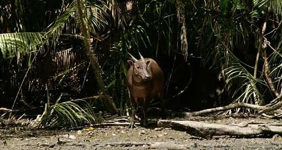 Image of Lowland anoa