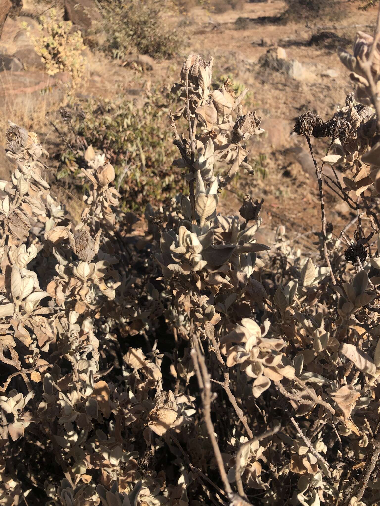 Image of Barleria albostellata C. B. Cl.