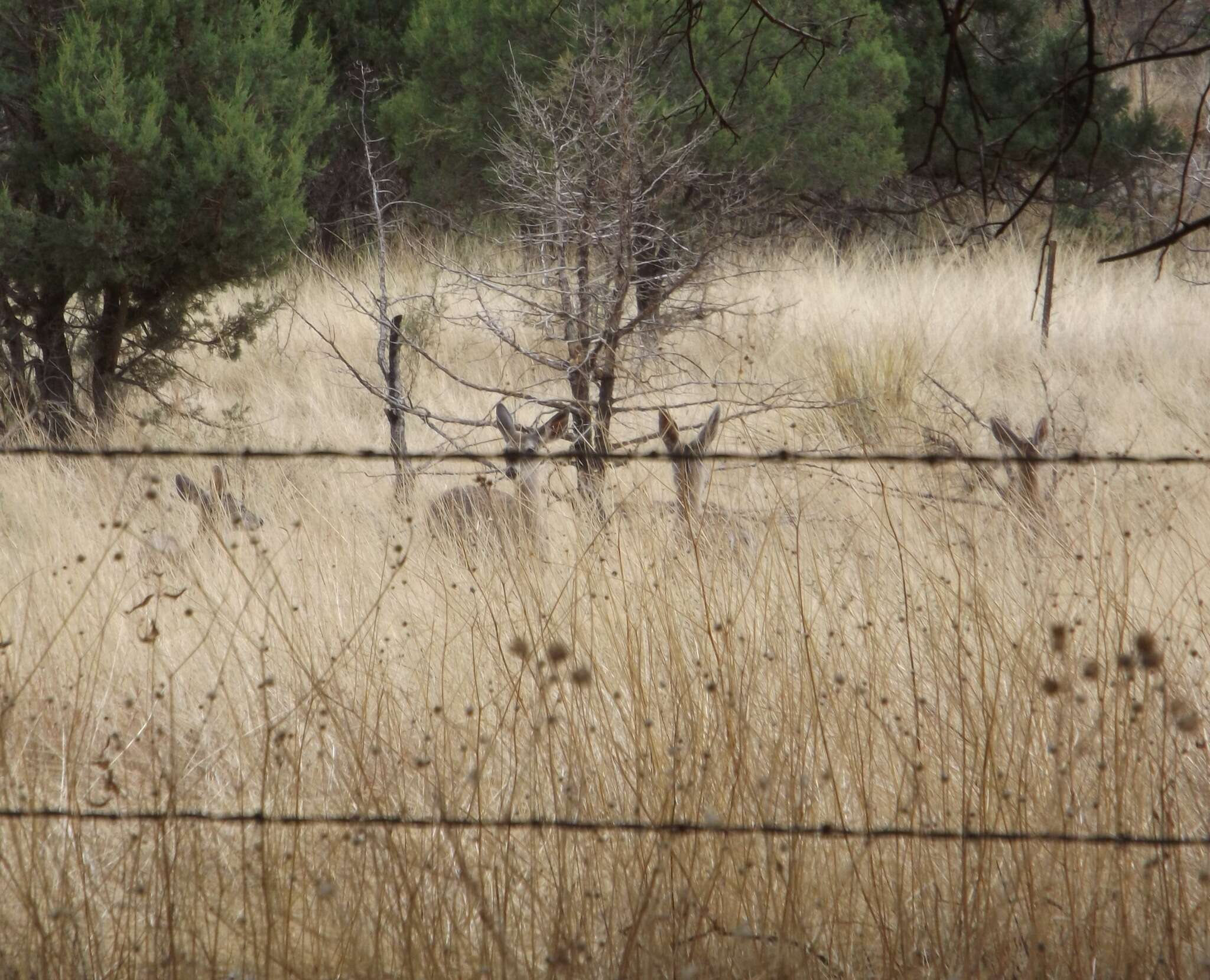 Image of Odocoileus virginianus couesi (Coues & Yarrow 1875)