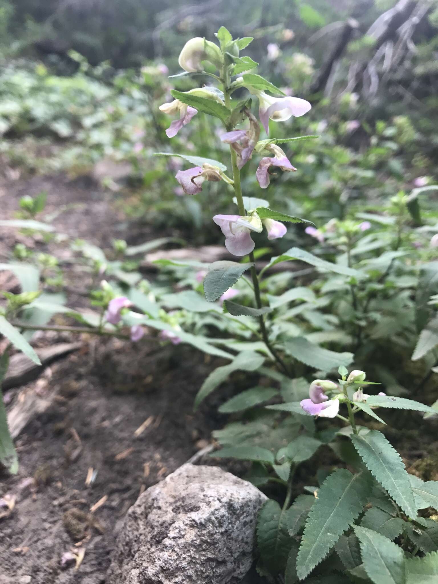 Imagem de Pedicularis racemosa Dougl. ex Hook.