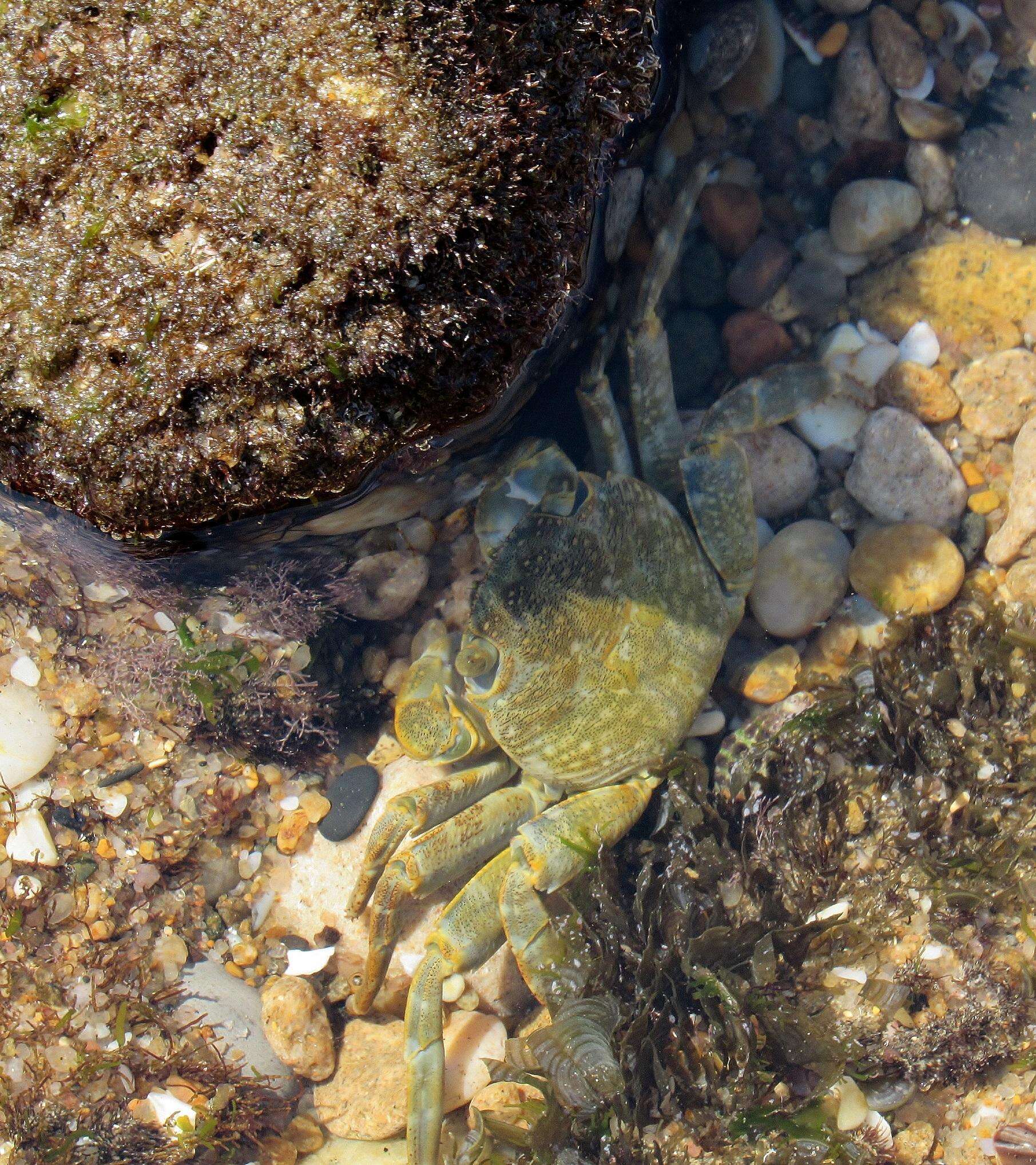 Image of Grapsus fourmanoiri Crosnier 1965