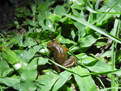 Image of Dendropsophus bogerti (Cochran & Goin 1970)